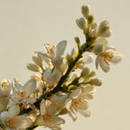 Sǔme Neretve