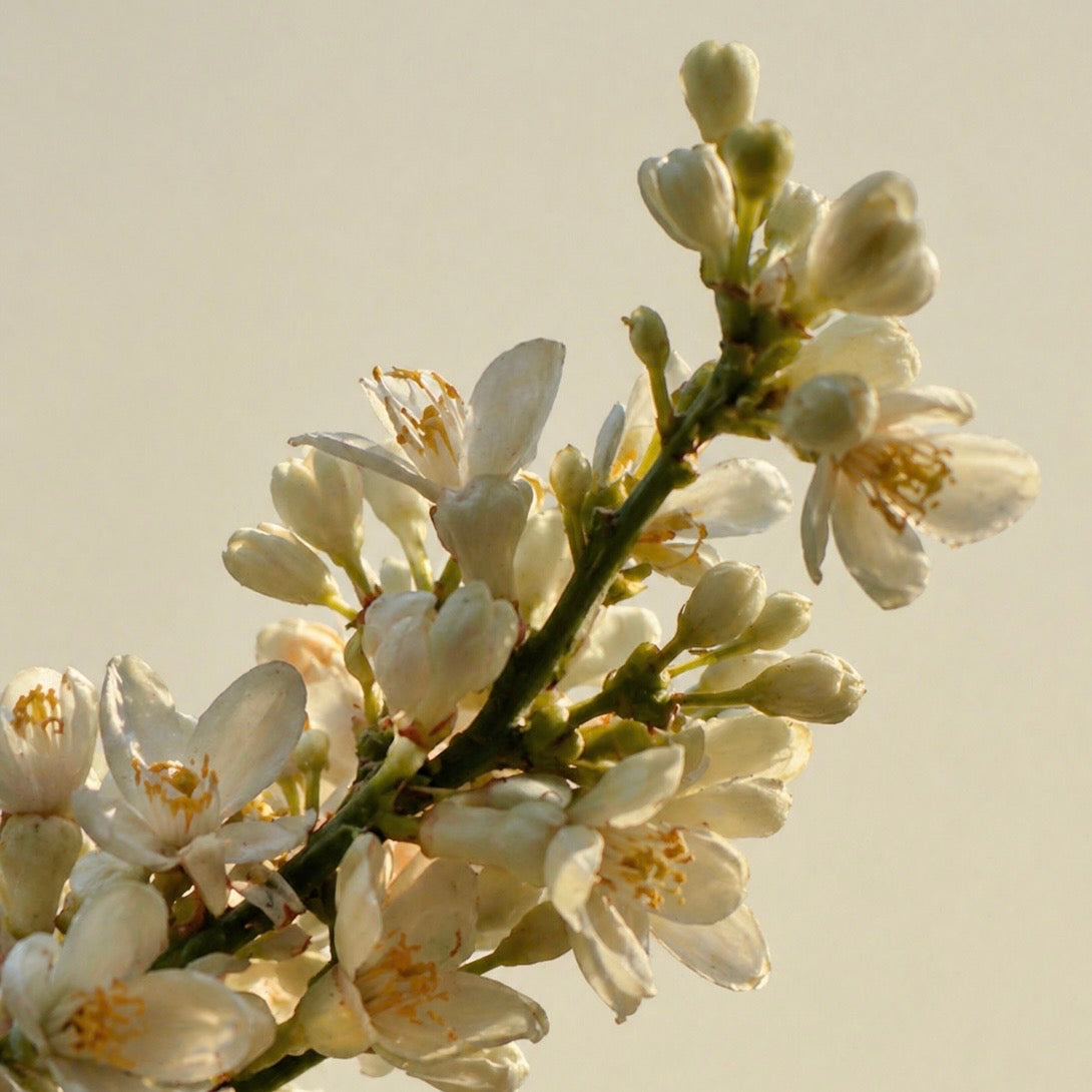 Sǔme Neretve